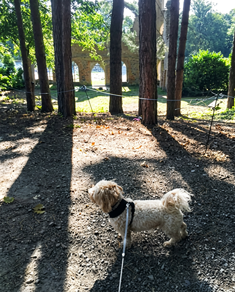 A golden retriever and small terrier on a Surrey countryside walk